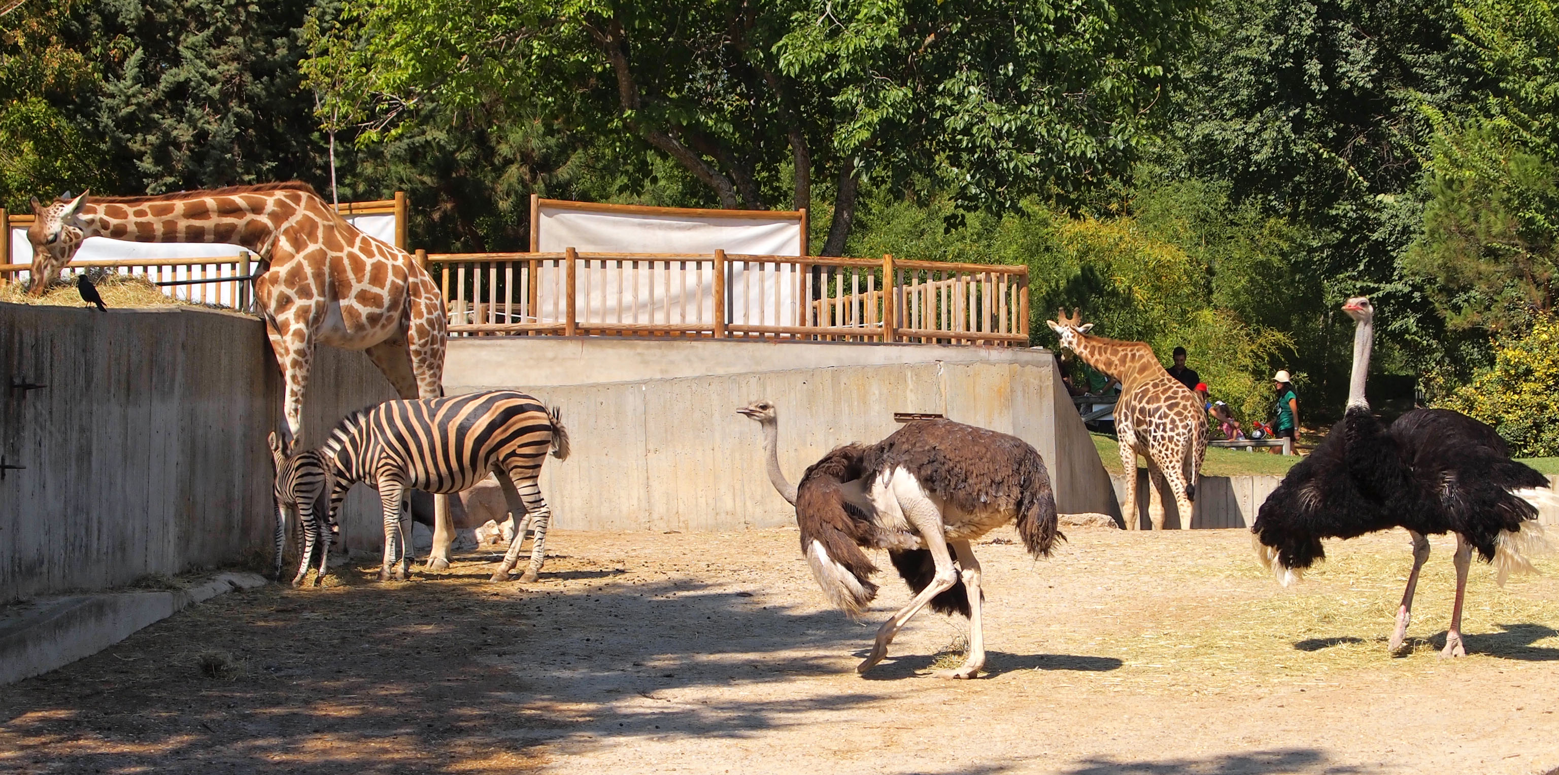 Zoo animals park. Зоопарк Анталии. Зоопарк в Стамбуле. Беловежская пуща зоопарк. Хайфский зоопарк.